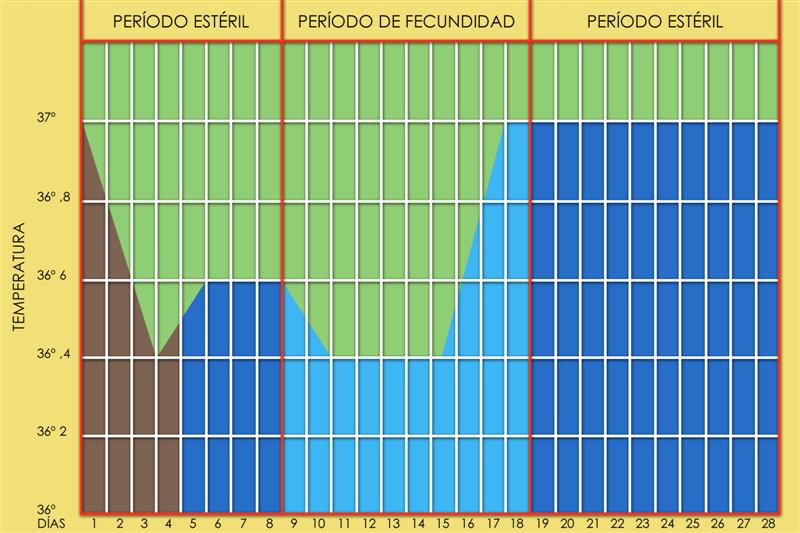 Ciclo menstrual