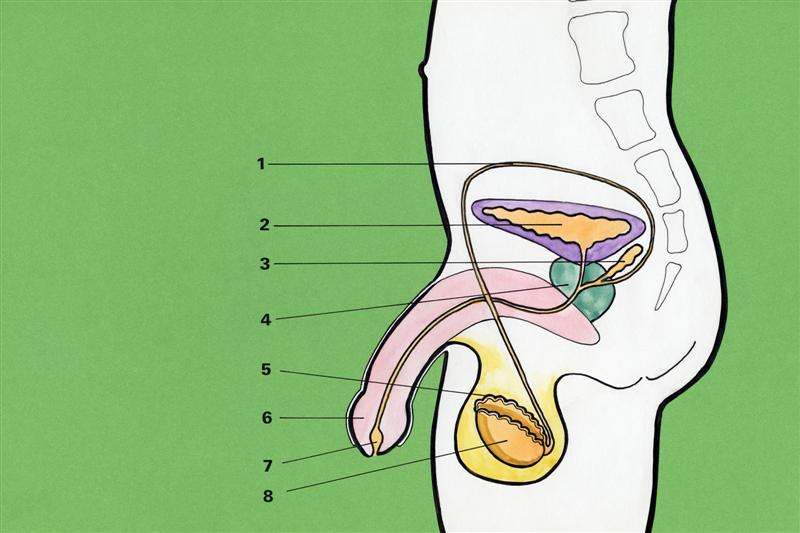Visión del perfil de un aparato reproductor masculino