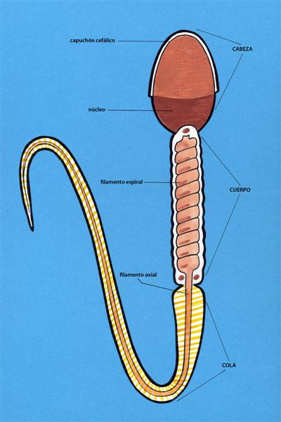 Esquema de un espermatozoide