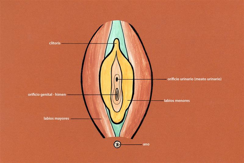Disposición de los orificios urinarios, genital y anal en la mujer