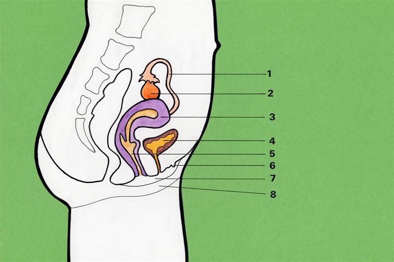 Visión de perfil del aparato reproductor femenino