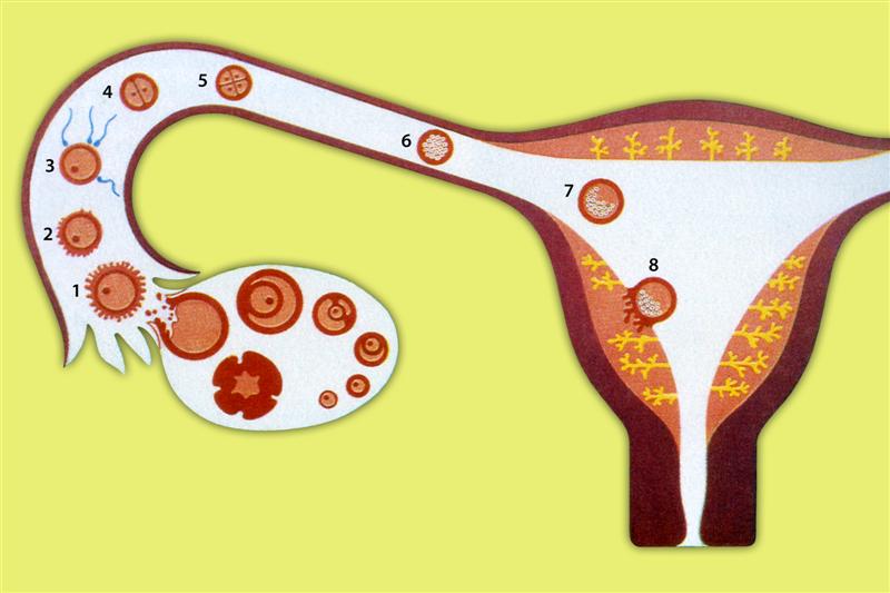 Ovulación, fecundación e implantación del huevo