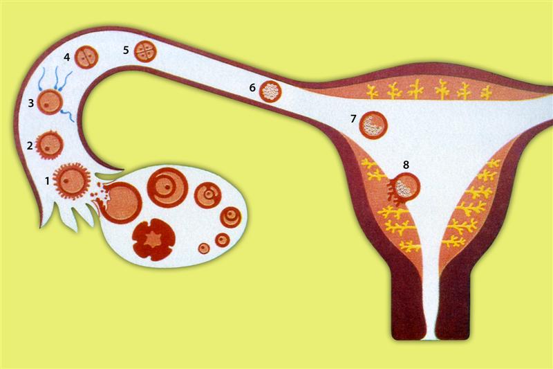 Позы овуляции. Двойная овуляция. Процесс овуляции.