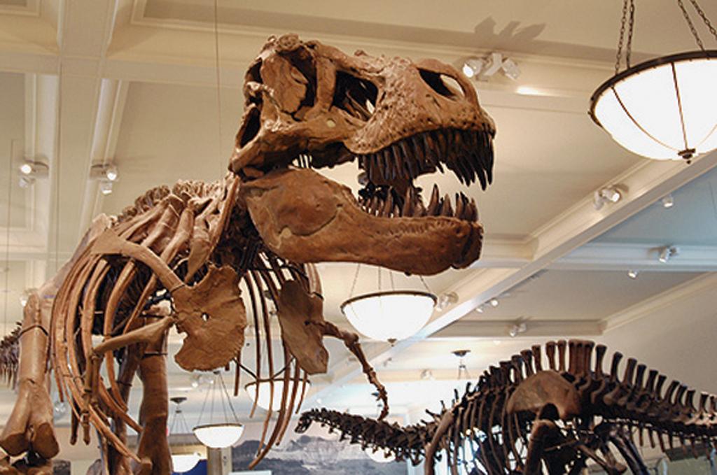 Tyrannosaurus rex