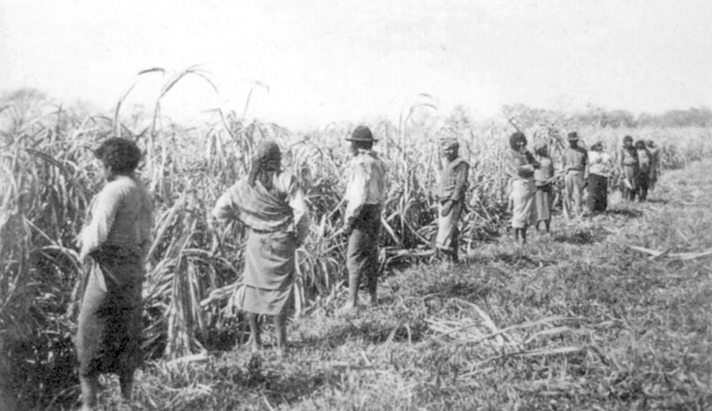 Trabajadores wichís