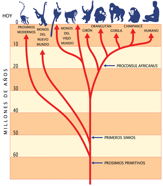 Esquema del árbol filogenético