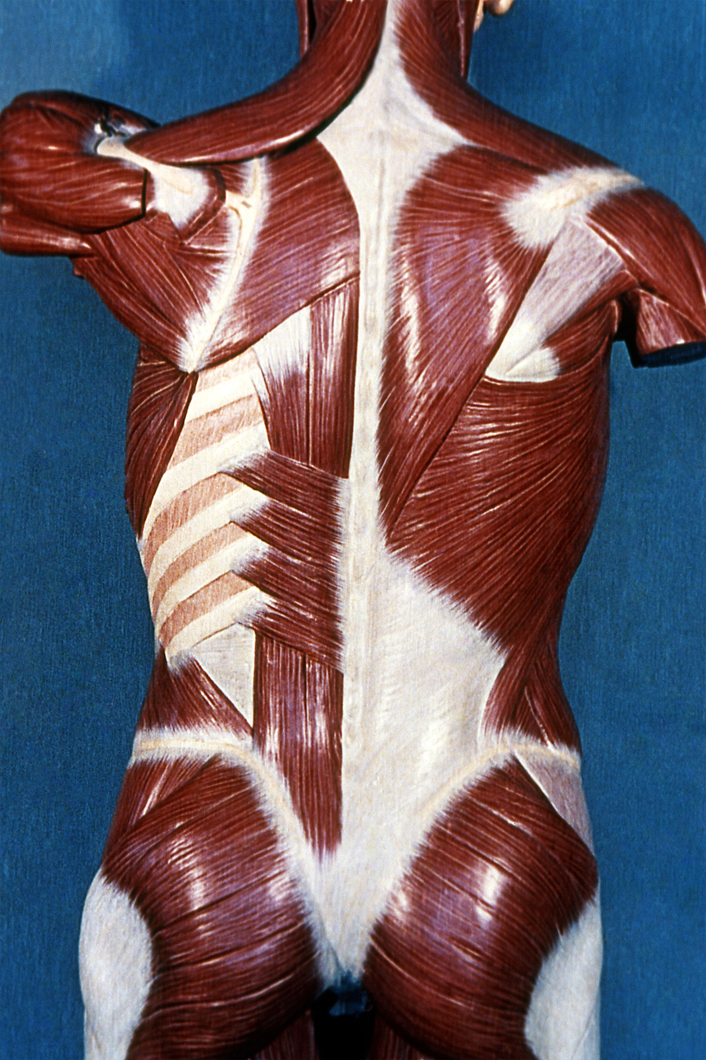 Principales músculos de la espalda