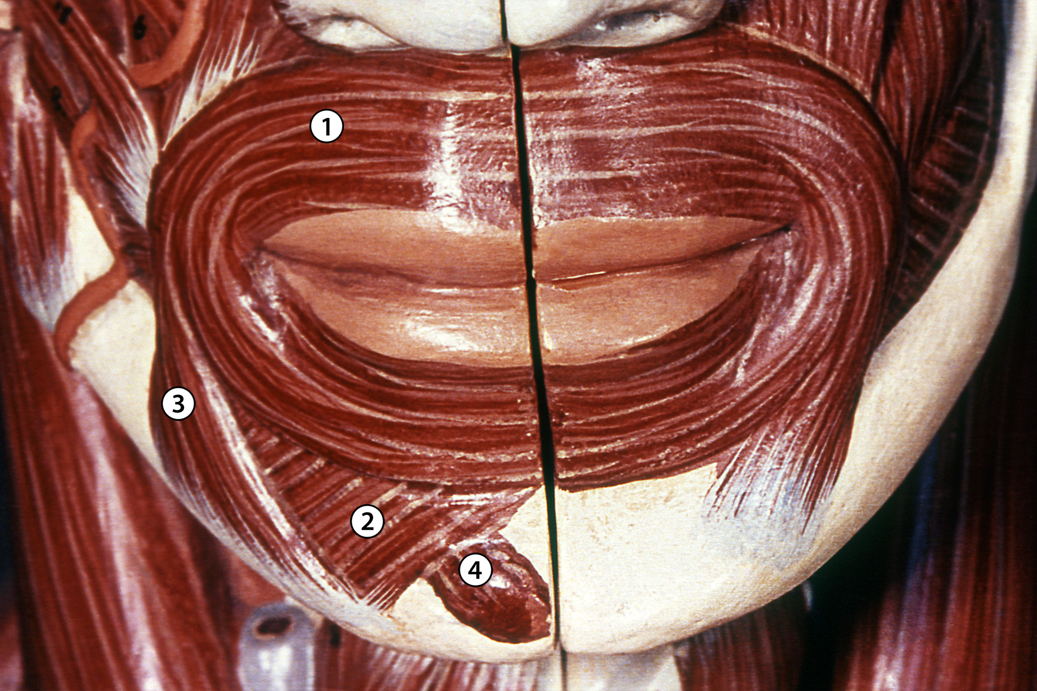 Músculos de la cara