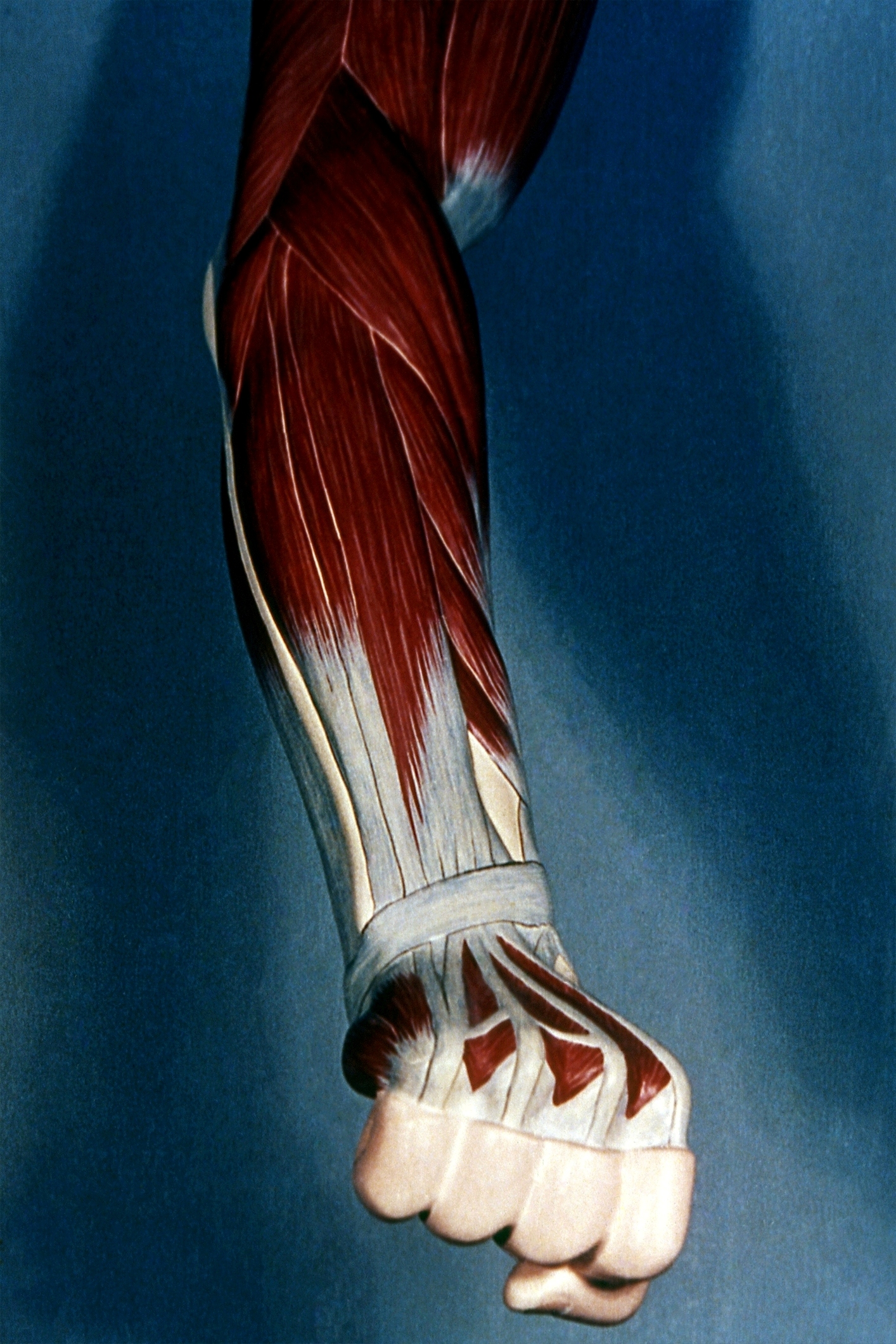 Músculos del brazo