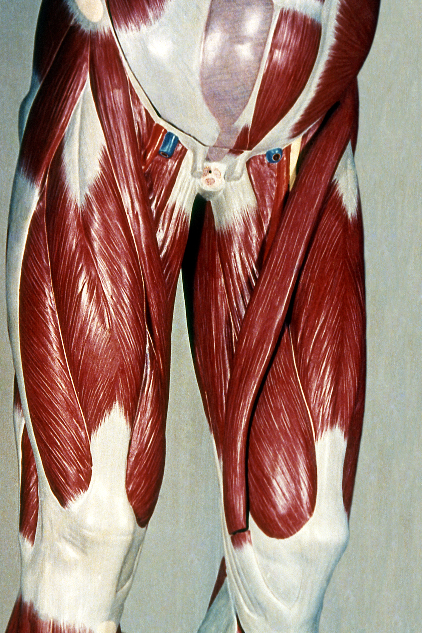 Músculos del muslo vistos de frente