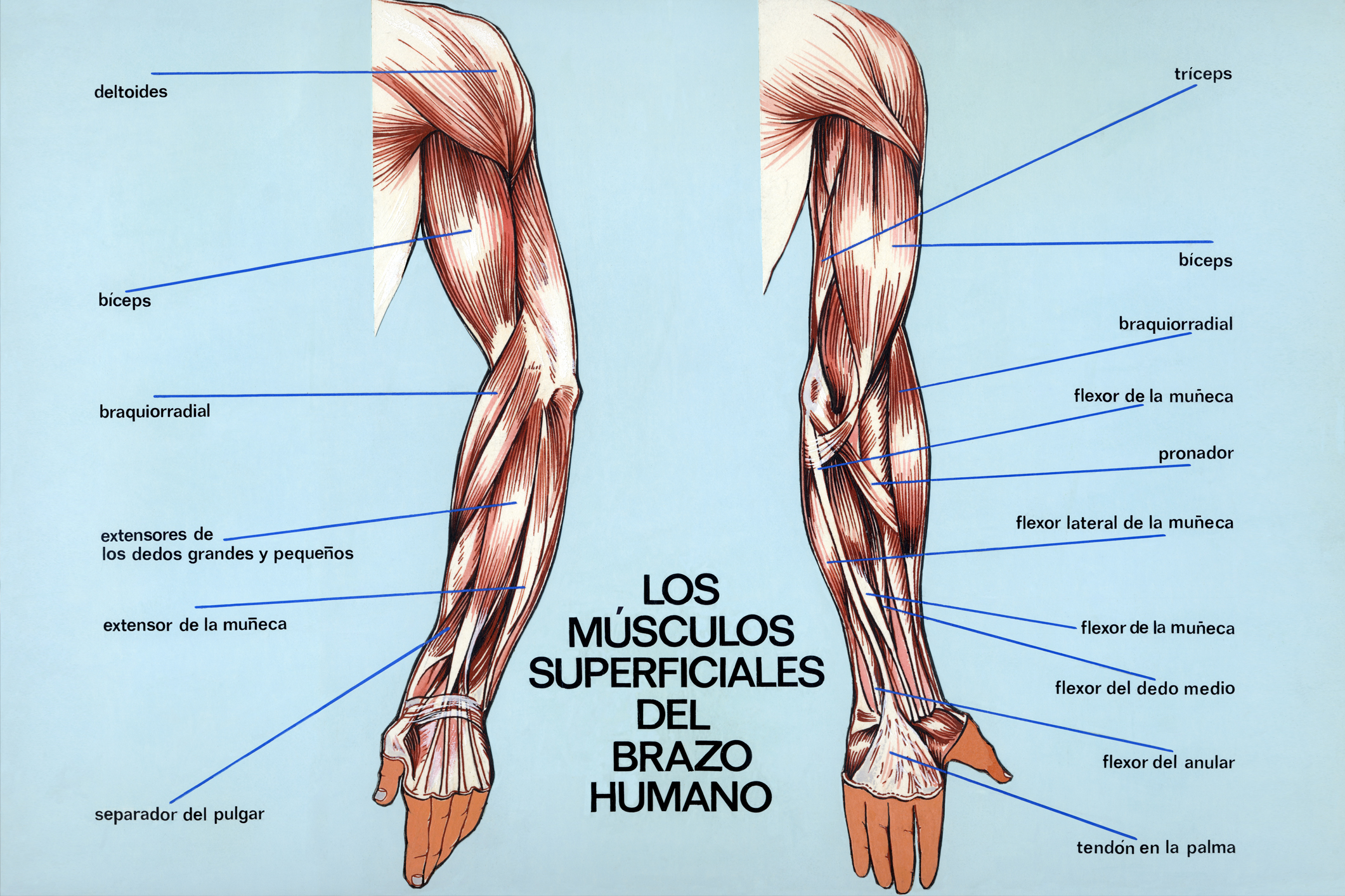 Músculos superficiales del brazo humano