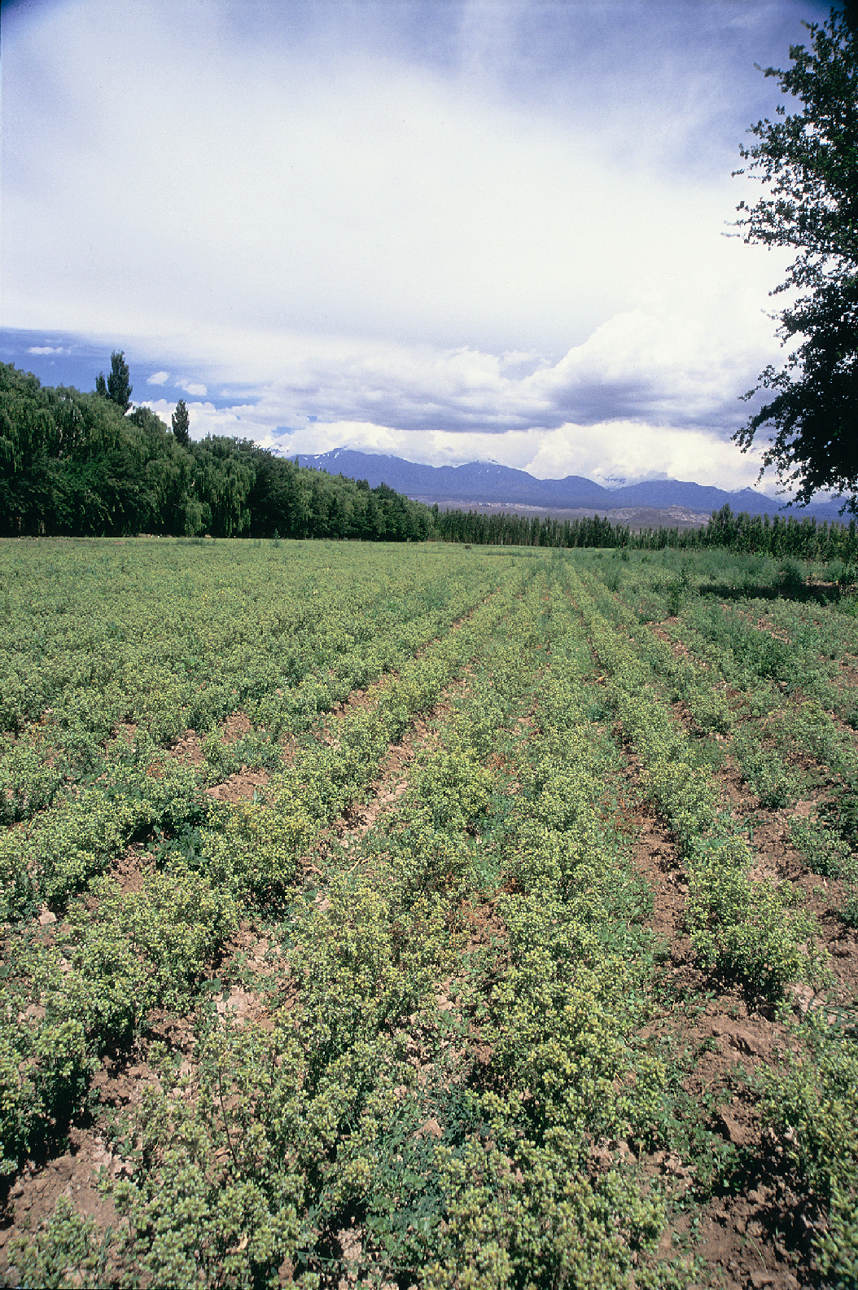 Cultivo de hierbas aromáticas en Barreal