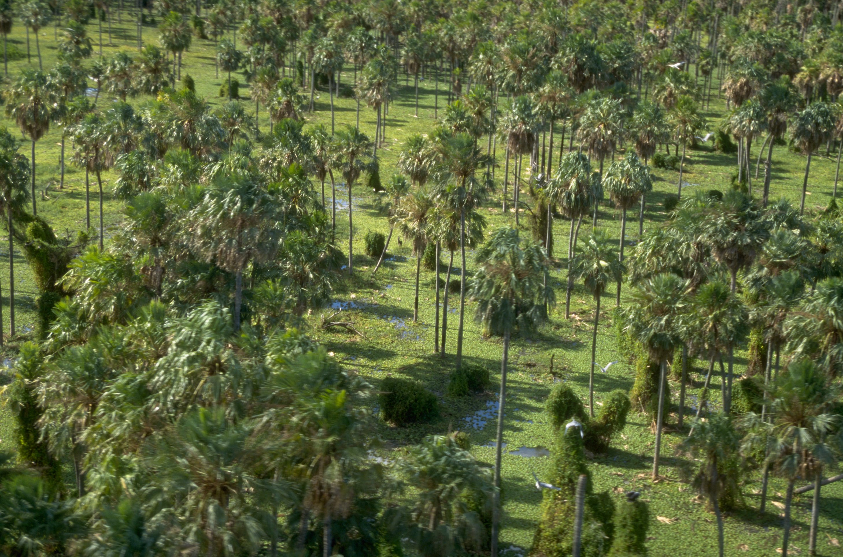 Palmeras en el bañado de la Estrella