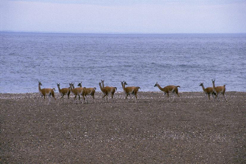 Guanacos