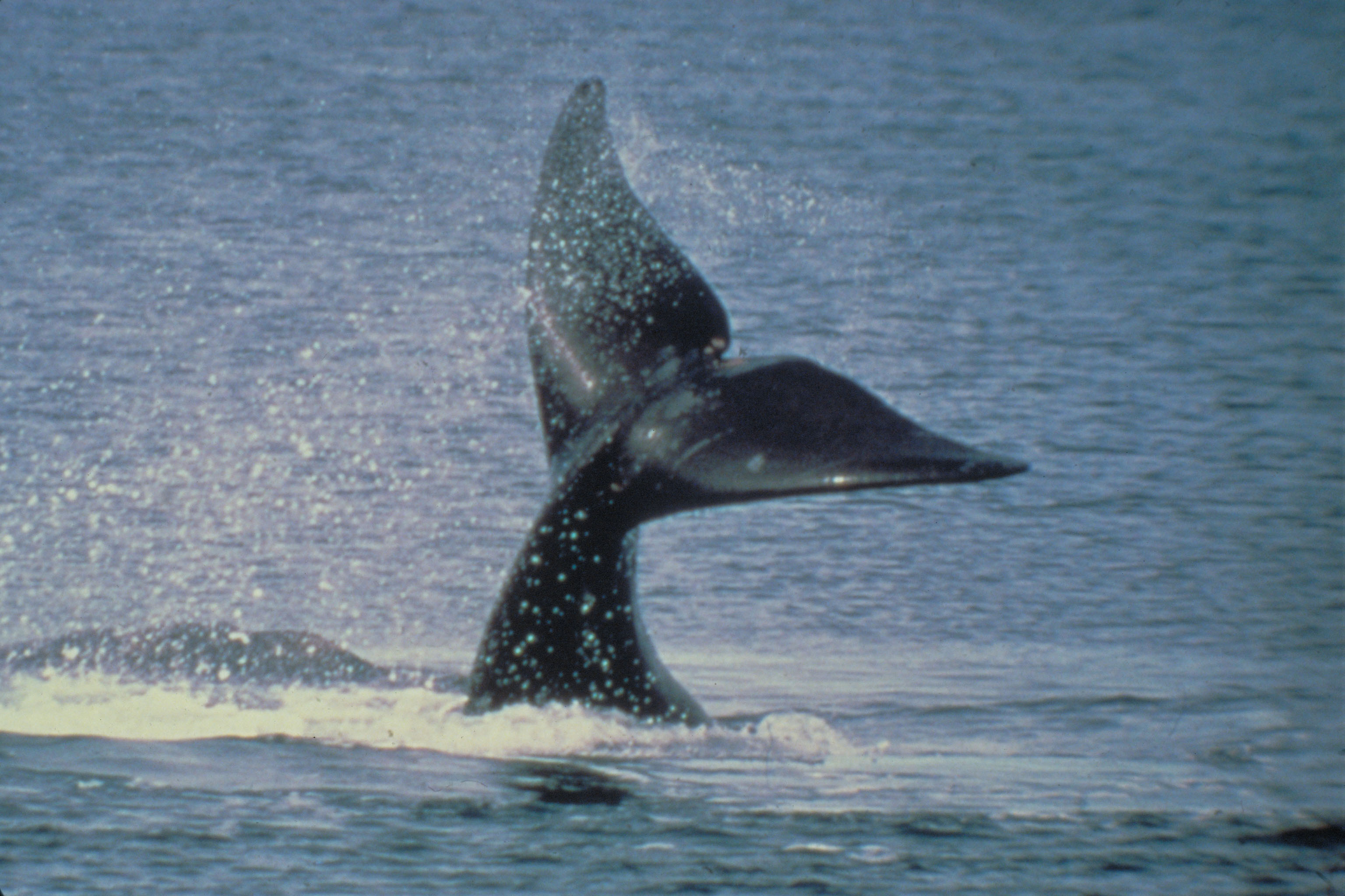 Ballena en Península Valdés