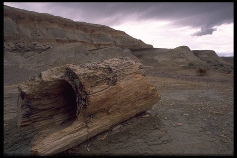 Bosque petrificado