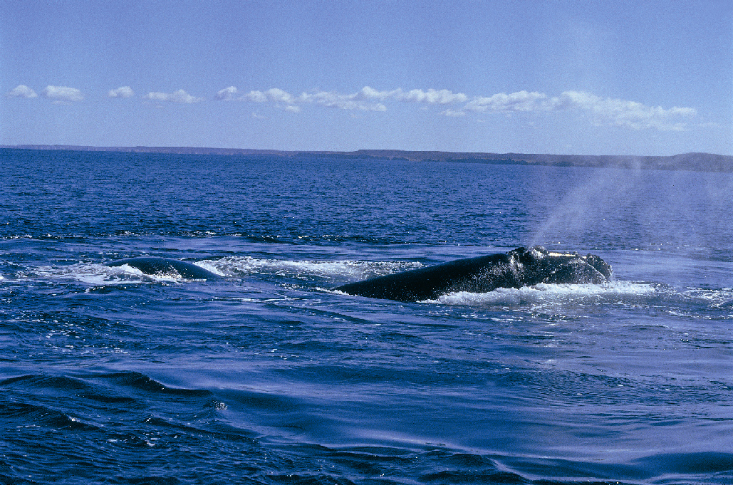 Ballena