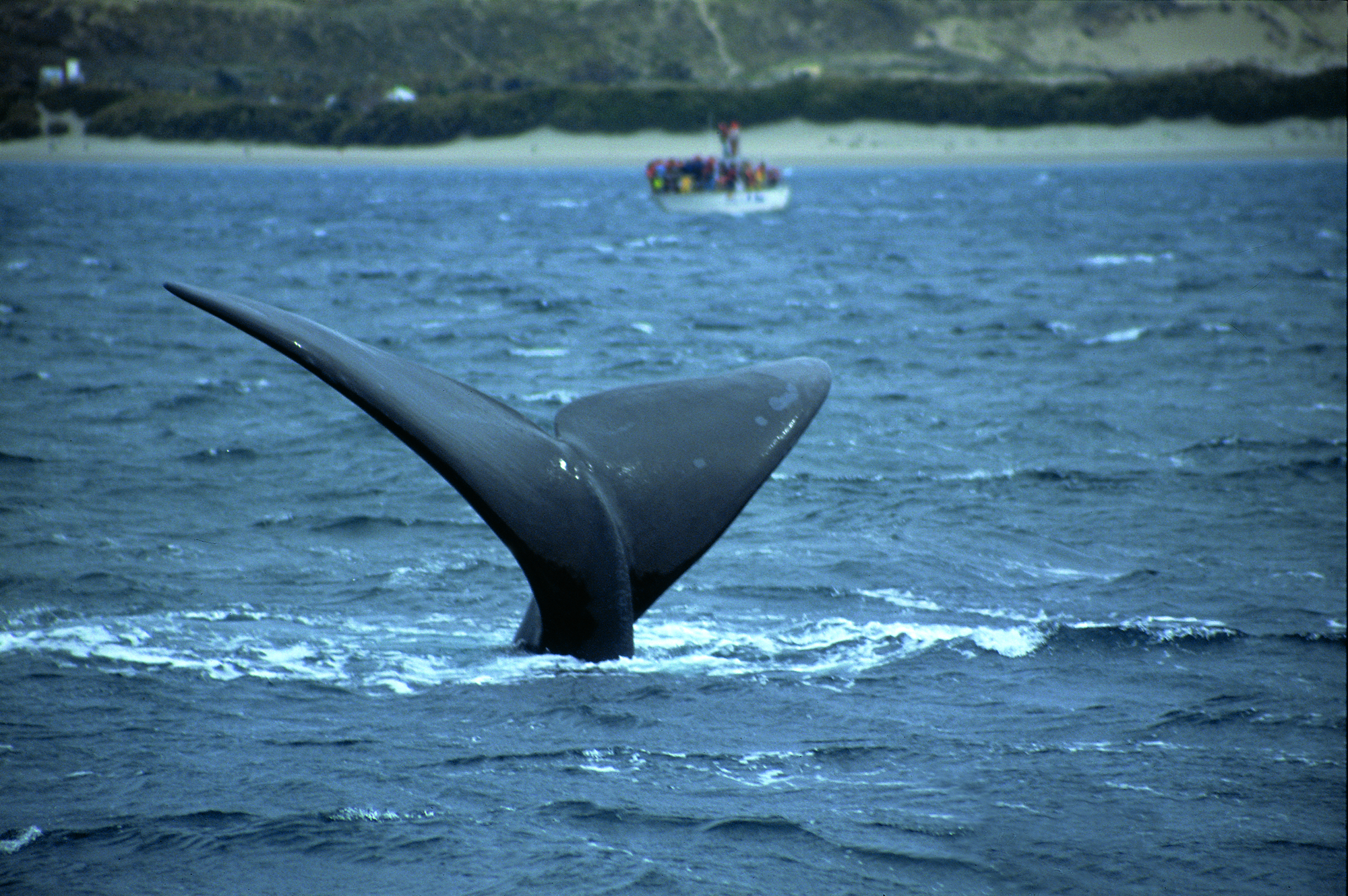 Ballena Franca Austral