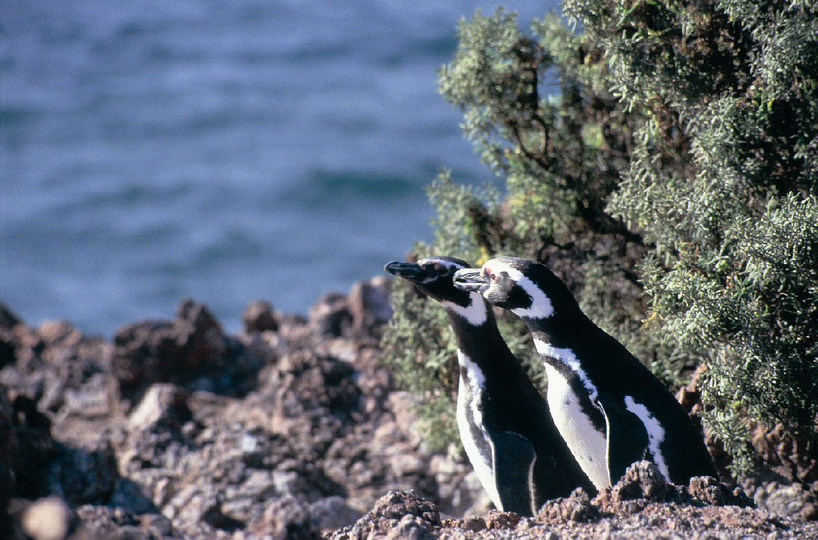 Pingüinos