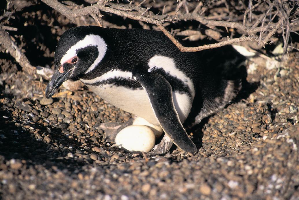 Pingüino en su nido