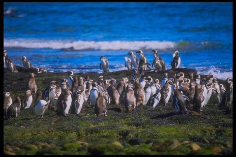 Pingüinera