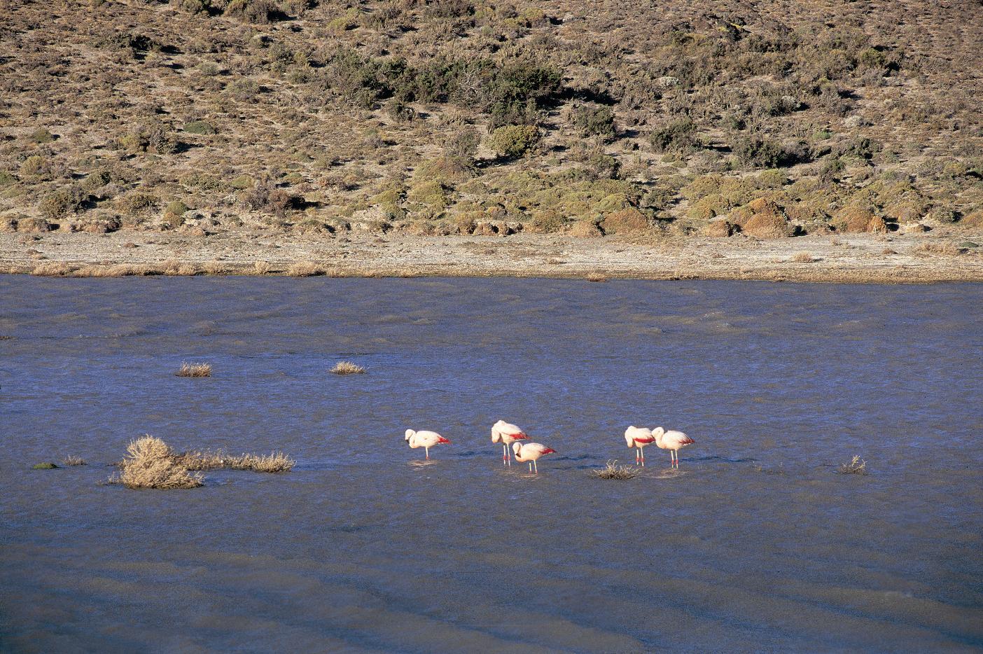 Flamencos