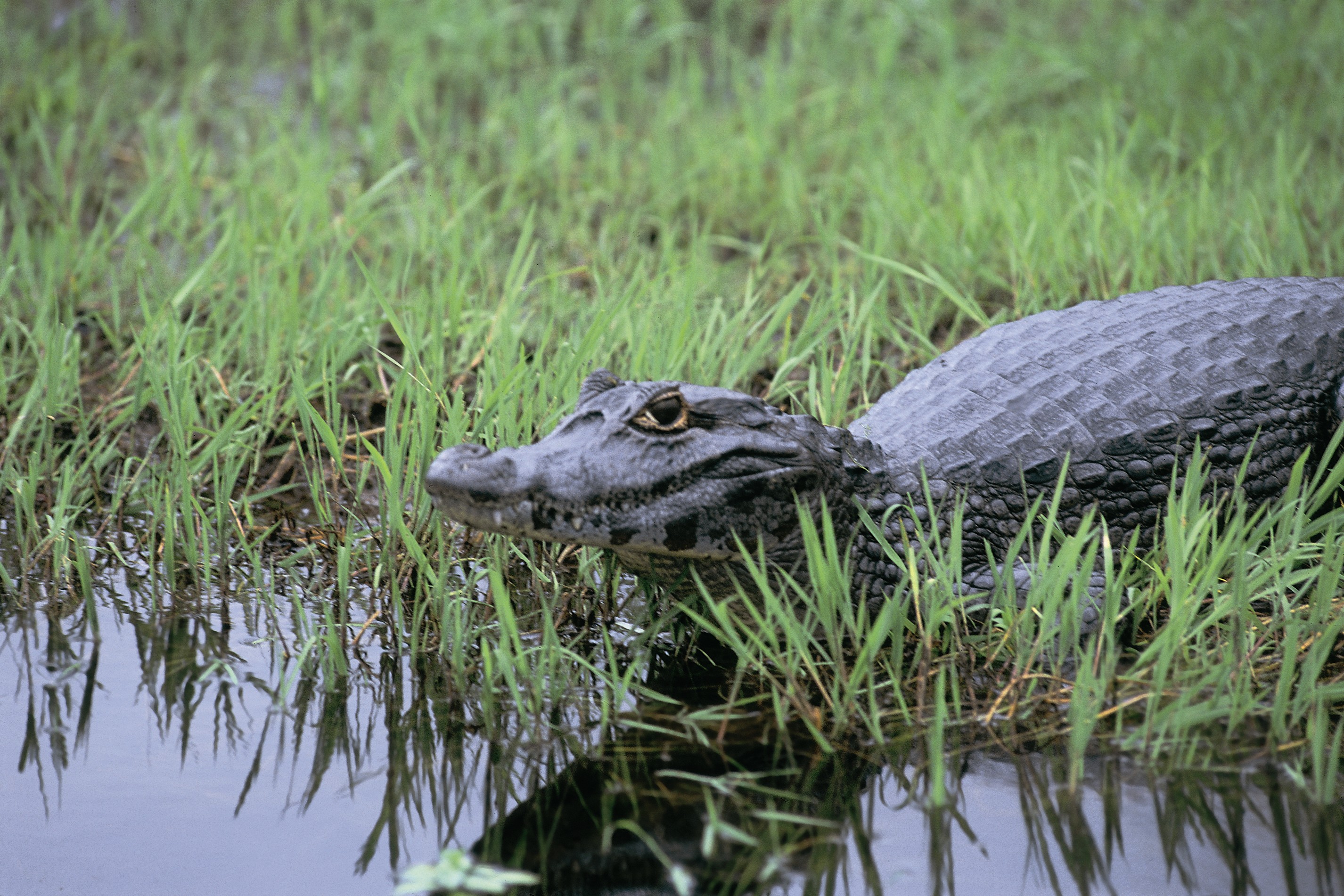 Yacaré en los esteros del Iberá