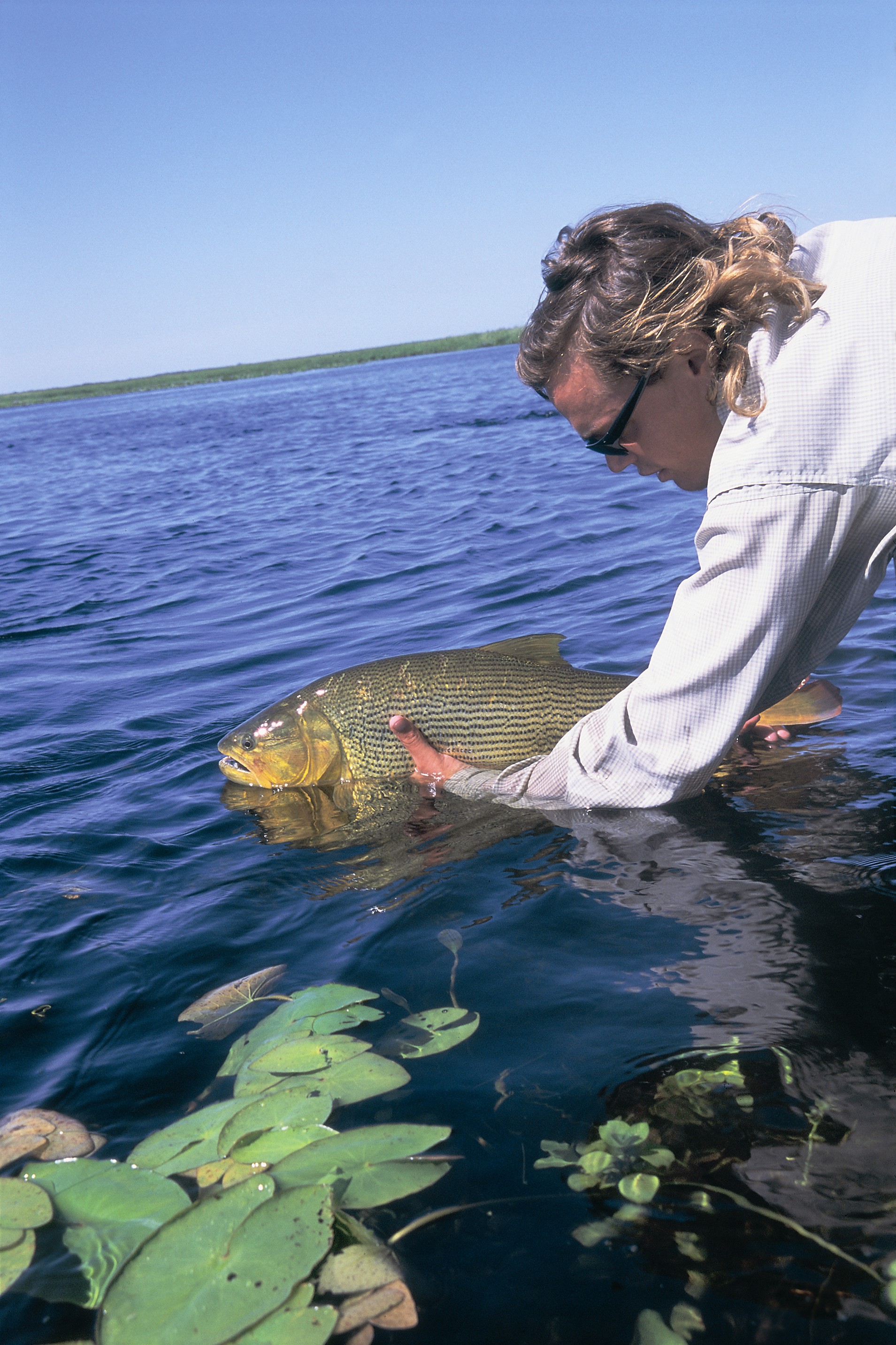 Dorado