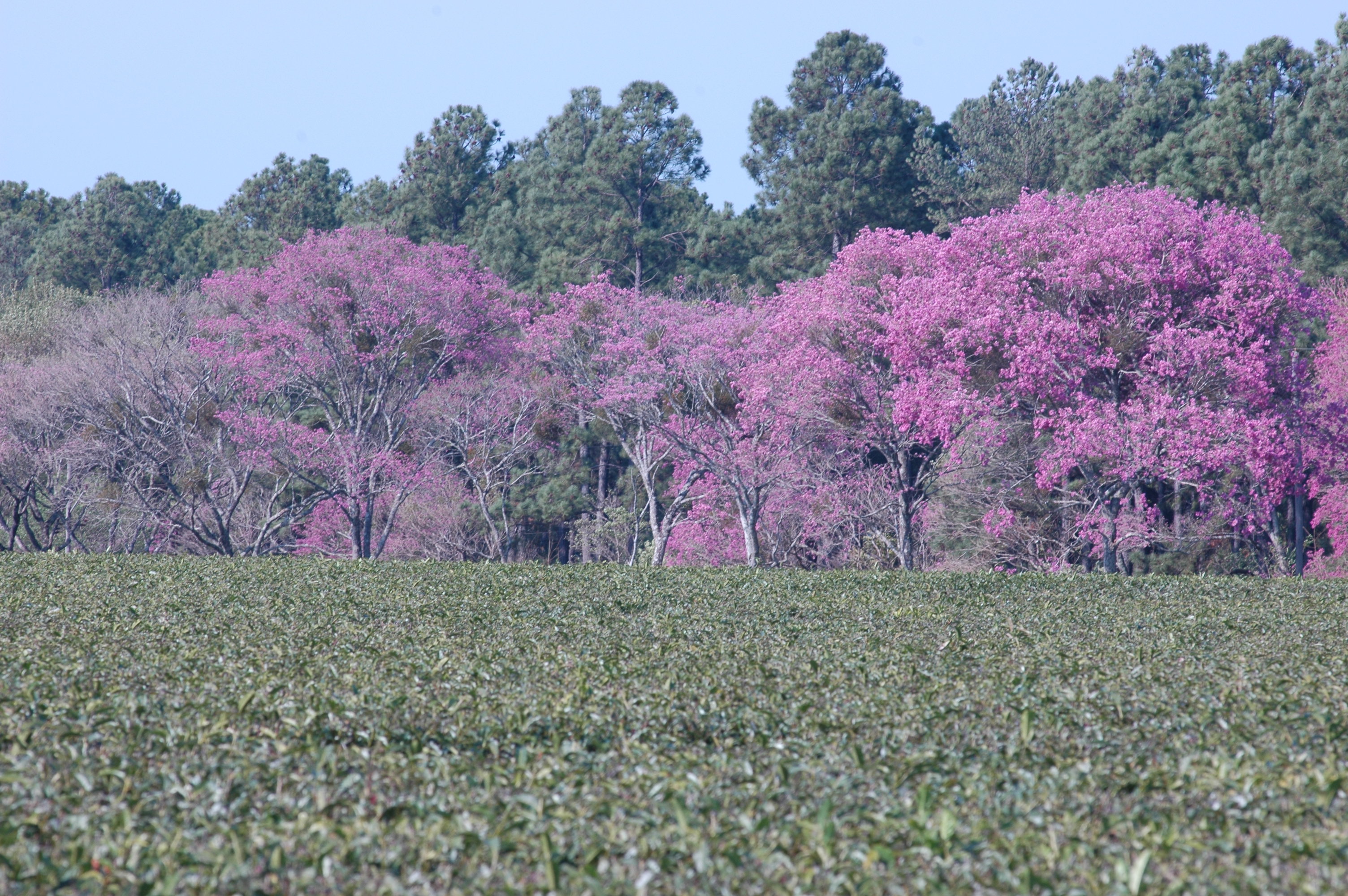 Yerba y lapachos en flor