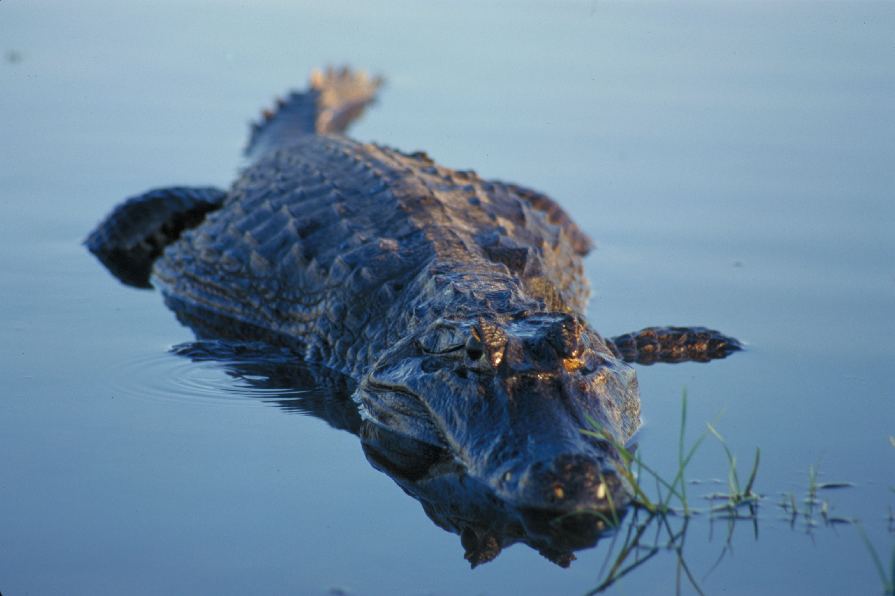 Esteros del Iberá, Corrientes