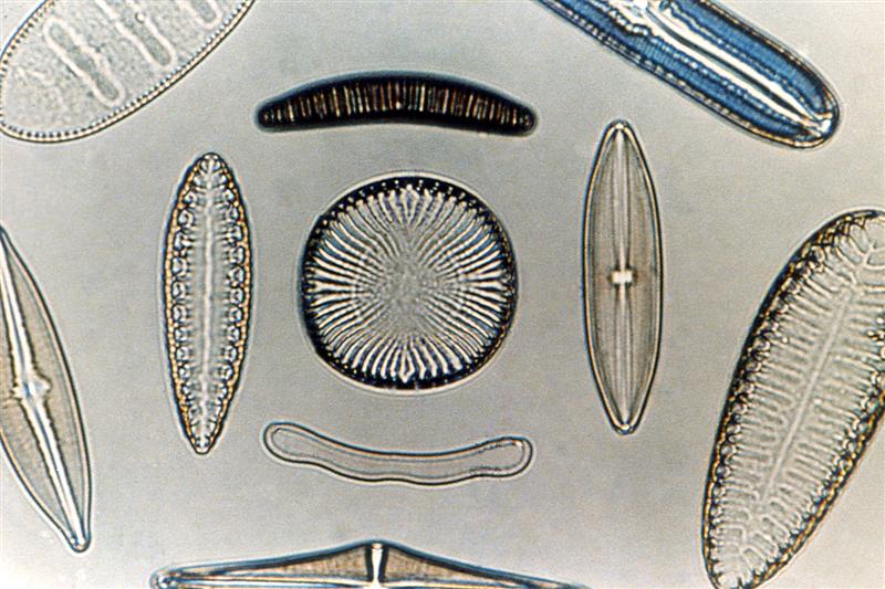 Diatomeas