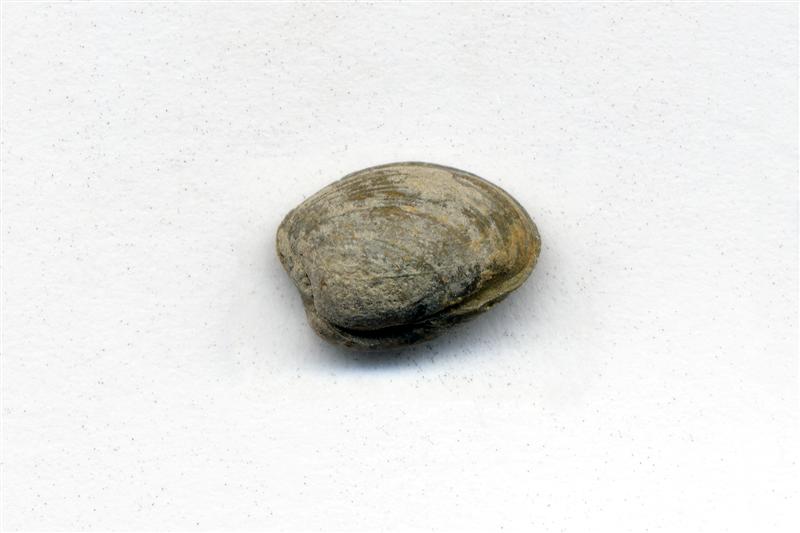 Braquiópodos. Carbonífero