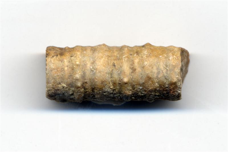 Tronco de Calamites. Carbonífero