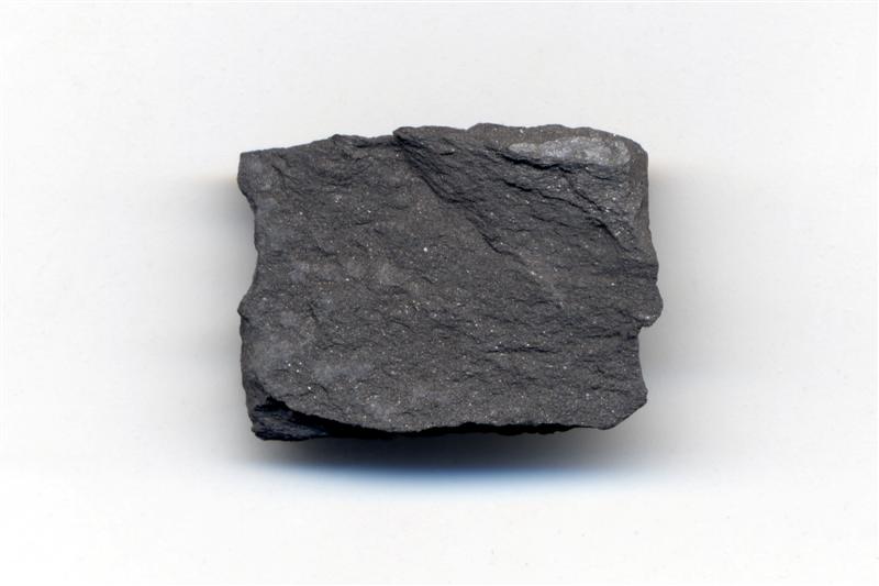 Helecho. Carbonífero