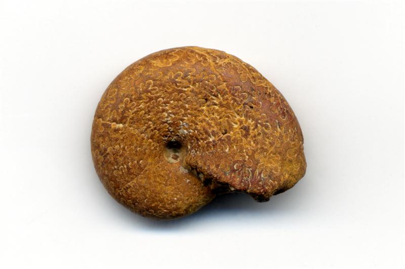 Ortoceras. Devónico