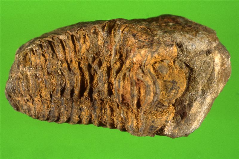 Trilobites. Cámbrico