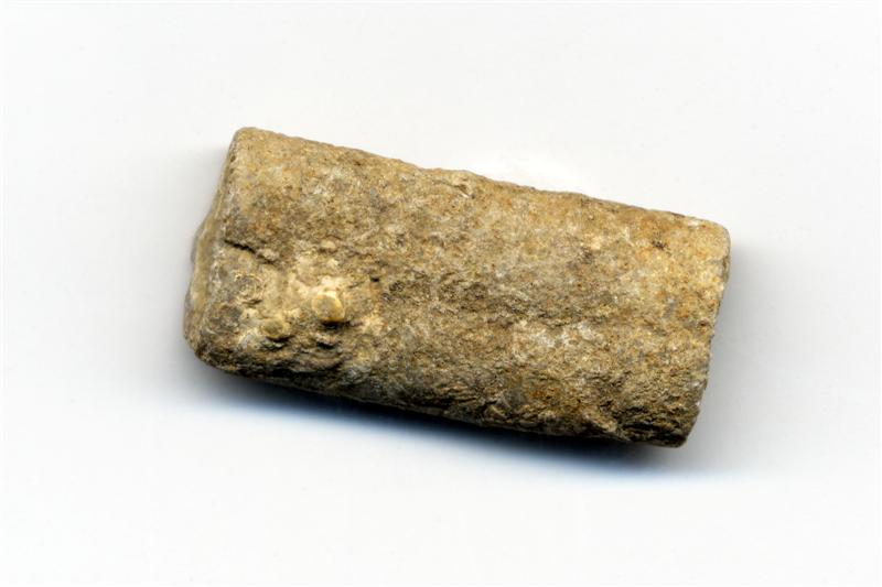 Equinodermo crinoideos. Carbonífero