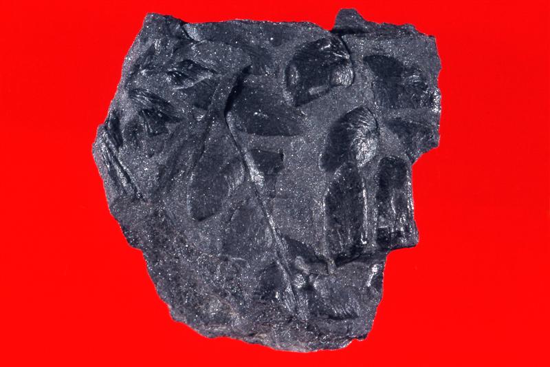 Helecho. Carbonífero