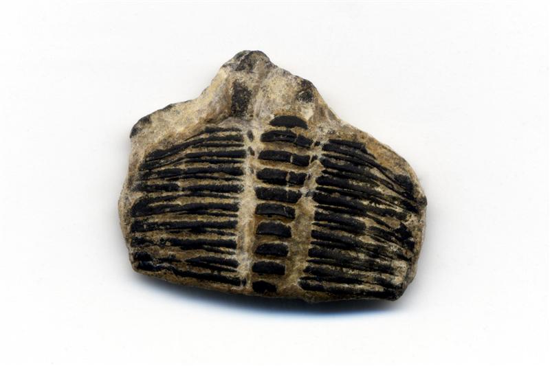 Trilobites. Precámbrico