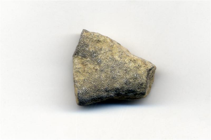 Briozoos. Ordovícico