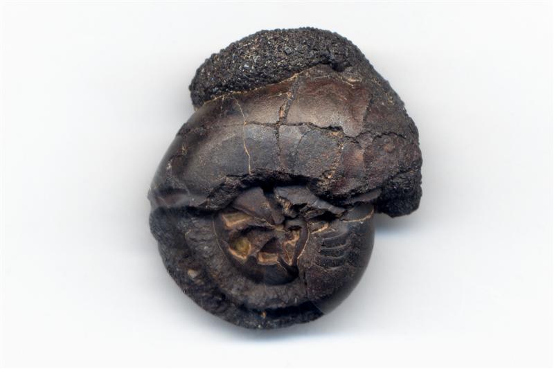 Goniatites. Devónico