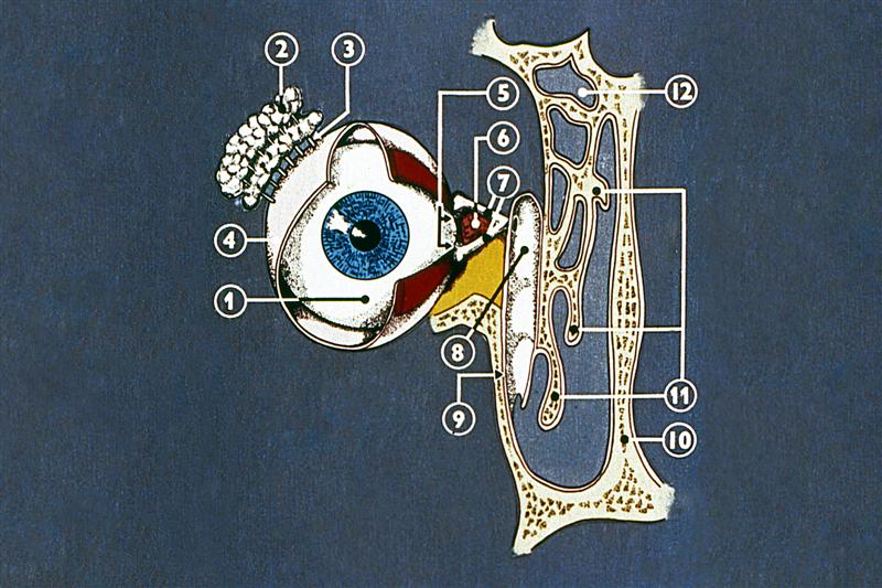 Esquema del ojo y de las glándulas lacrimales