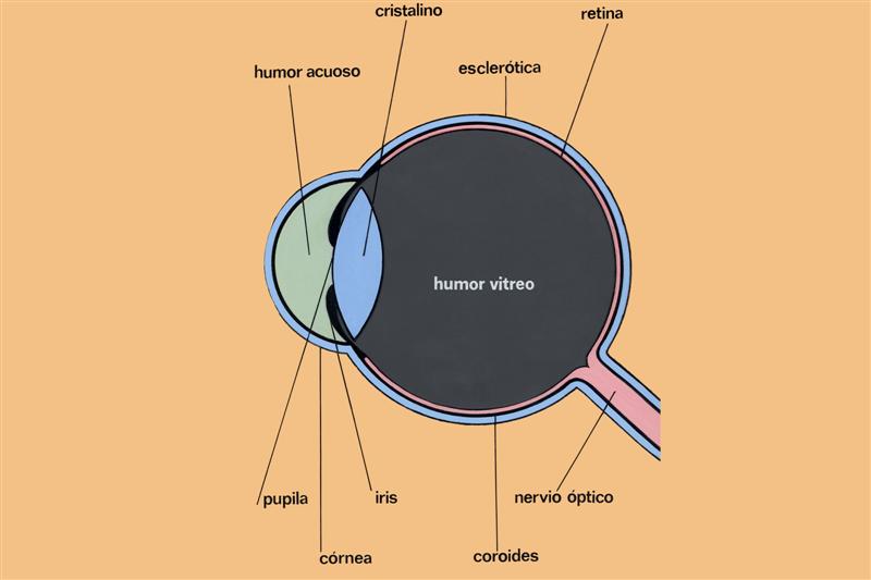 Esquema del ojo