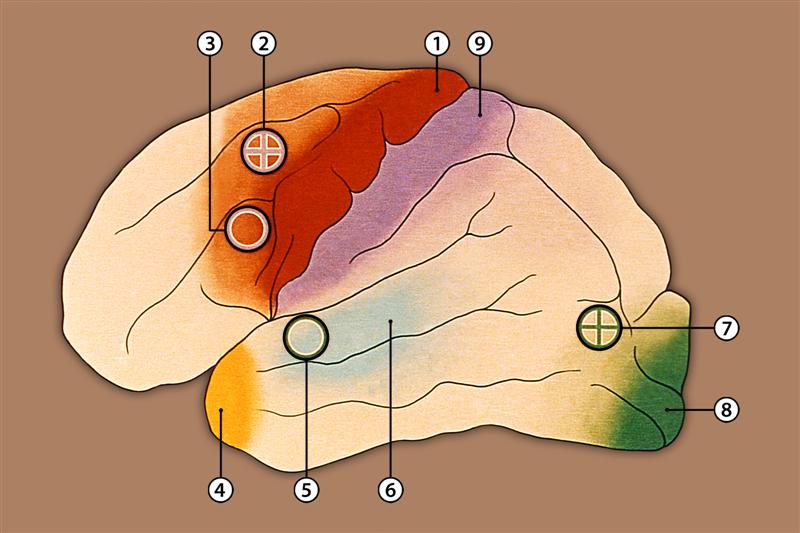 Localizaciones cerebrales sensitivas y motrices