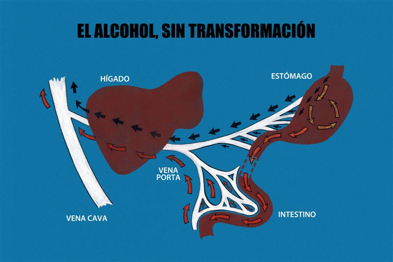 Paso del alcohol a la sangre
