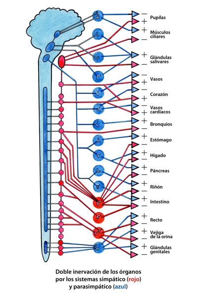 Sistema nervioso neurovegetativo
