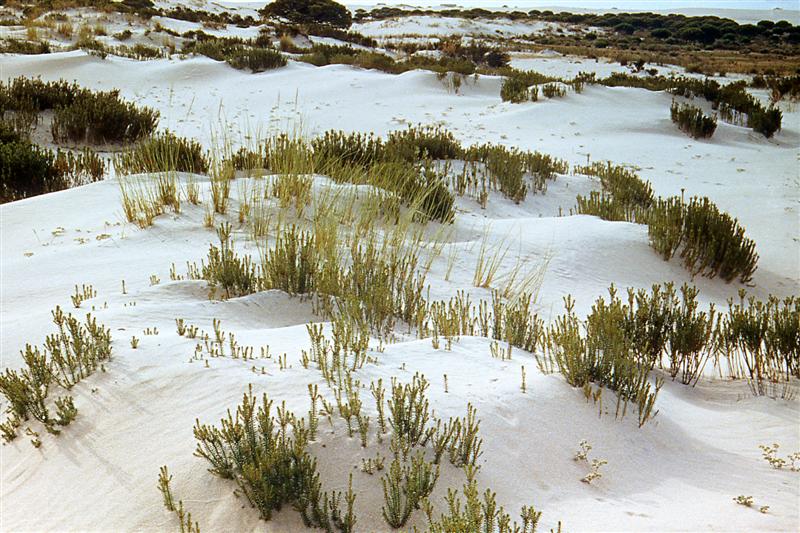 Dunas