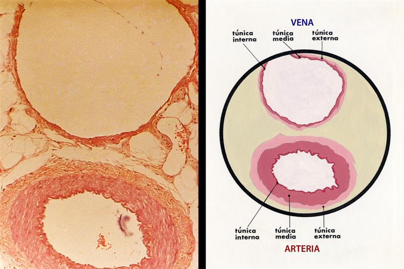 Arterias y venas