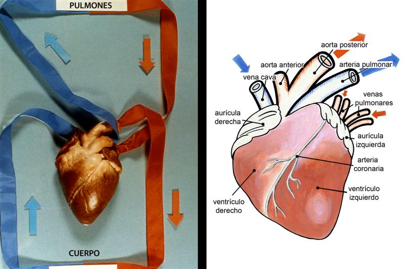 Corazón
