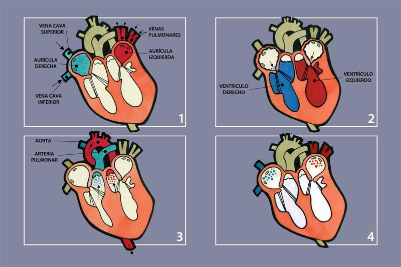 Esquemas de los movimientos del corazón